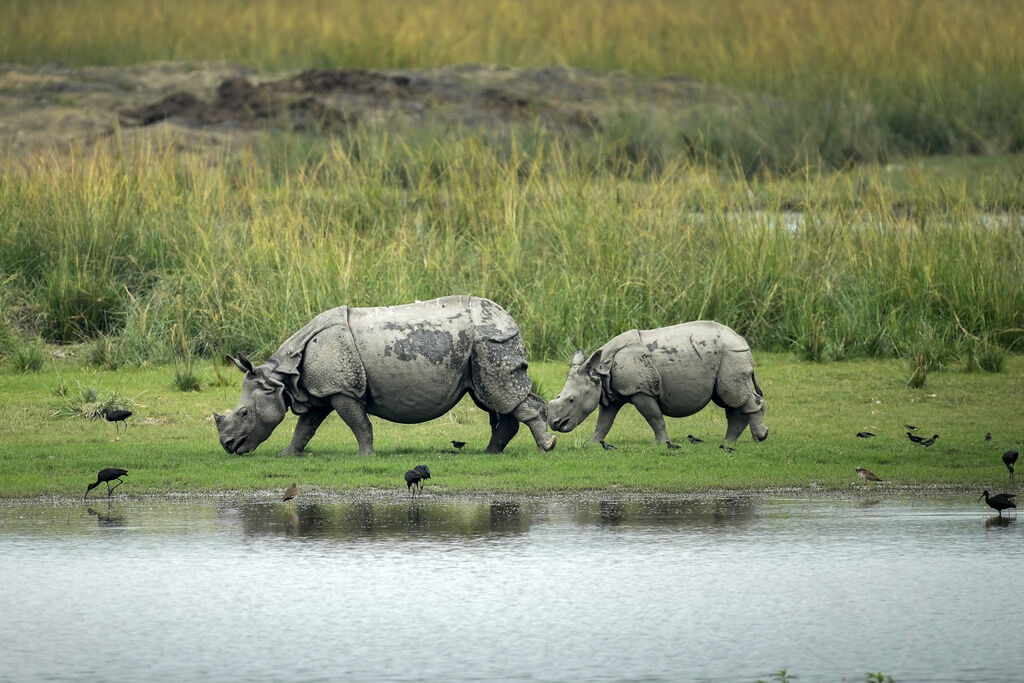India Wildlife